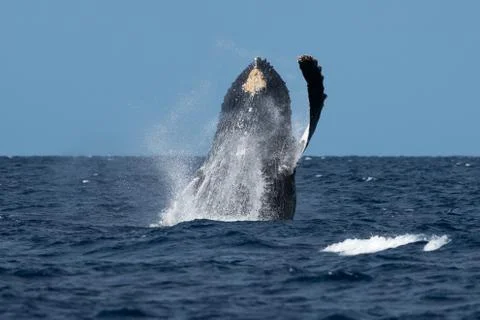 Humpback whale breaching. Stock Photos