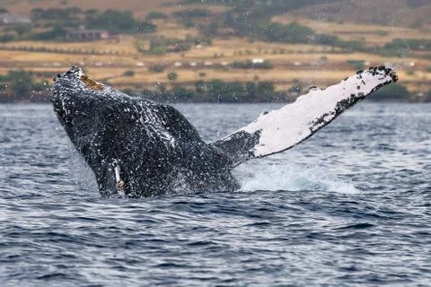 Humpback whale breaching. Stock Photos