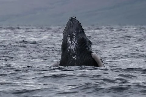 Humpback whale breaching. Stock Photos