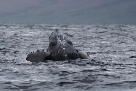 Humpback whale breaching. Stock Photos