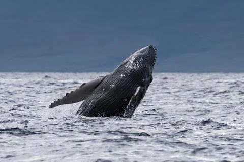 Humpback whale breaching. Stock Photos