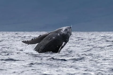 Humpback whale breaching. Stock Photos