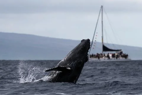 Humpback whale breaching. Stock Photos