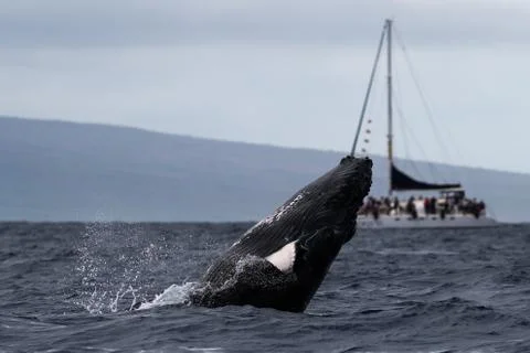 Humpback whale breaching. Stock Photos