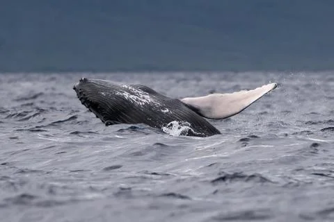 Humpback whale breaching. Stock Photos