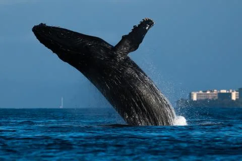 Humpback whale breaching. Stock Photos