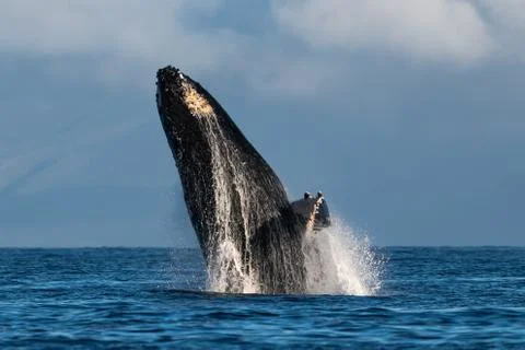 Humpback whale breaching. Stock Photos