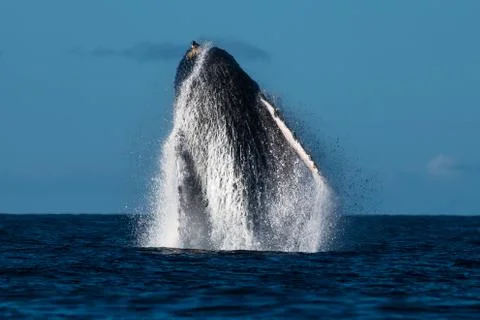 Humpback whale breaching. Stock Photos