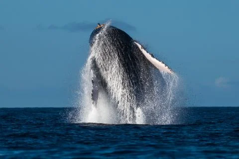 Humpback whale breaching. Stock Photos