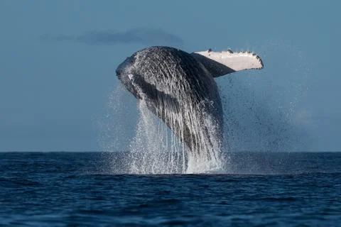 Humpback whale breaching. Stock Photos