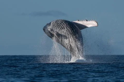Humpback whale breaching. Stock Photos