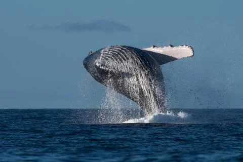 Humpback whale breaching. Stock Photos
