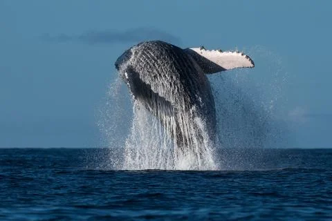 Humpback whale breaching. Stock Photos