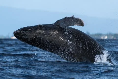 Humpback whale breaching. Foto stock