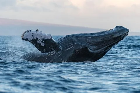 Humpback whale breaching Stock Photos