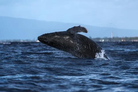 Humpback whale breaching Stock Photos