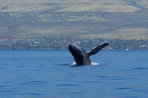 Humpback whale breaching 스톡 사진