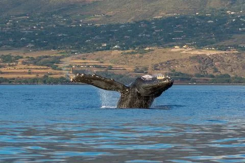 Humpback whale breaching Stock Photos