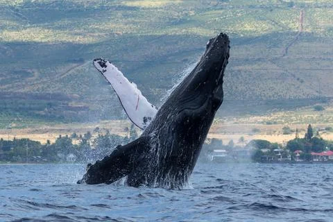Humpback whale breaching Foto stock