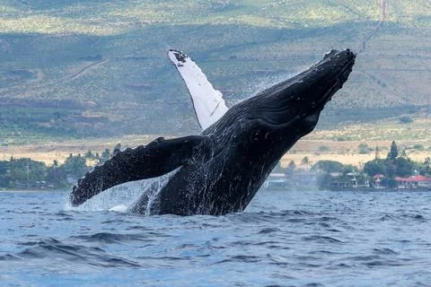 Humpback whale breaching Stock Photos
