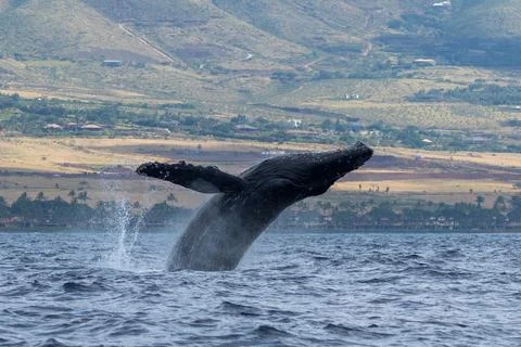 Humpback whale breaching Stock Photos