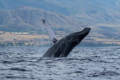 Humpback whale breaching Stock Photos