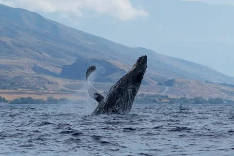 Humpback whale breaching Stock Photos