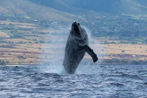 Humpback whale breaching Stock Photos