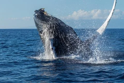 Humpback whale breaching Stock Photos