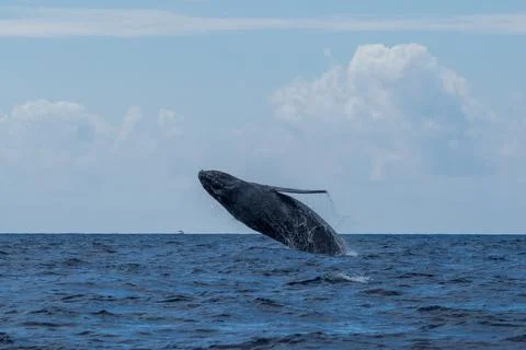 Humpback whale breaching Stock Photos