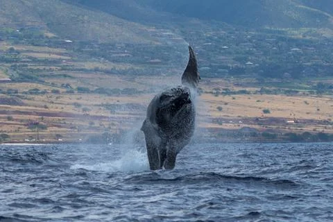 Humpback whale breaching Stock Photos
