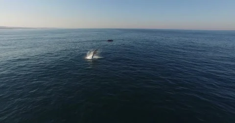Humpback Whale Breaching in sight of charter Vidéo 51590063