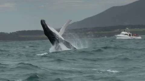 Humpback Whale Breaching - Whale-watching Boat in Background Stock Footage