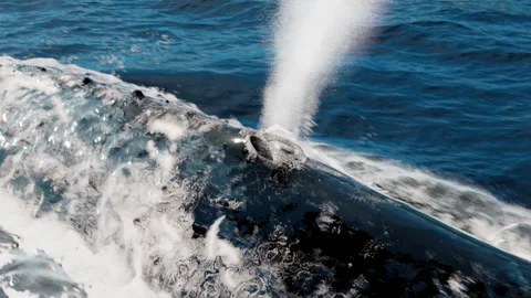 Humpback whale breathing Vidéo 234625774
