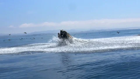 Humpback Whale Breech Slow-Mo Stock Footage 79218888