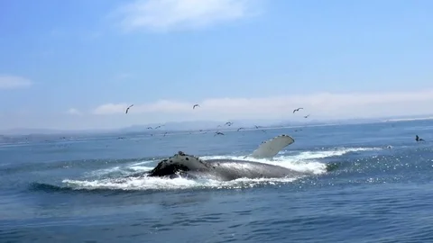 Humpback Whale Breeches Chasing Ball of Fish Stock Footage 79755244