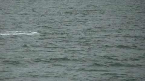 Humpback whale breeching Video stock 156912