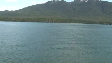 Humpback whale bubble feeding Video stock 85536003