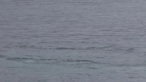 Humpback Whale Bubble net feeding Stock Footage