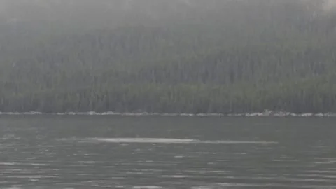 Humpback Whale Bubble Net Feeding Video stock 167295480