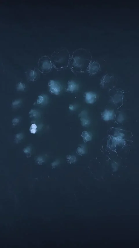 Humpback whale bubble vortex Vidéo 330396250