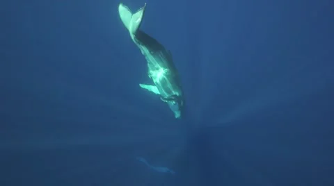 Humpback whale calf diving down to it's mother Stock Footage
