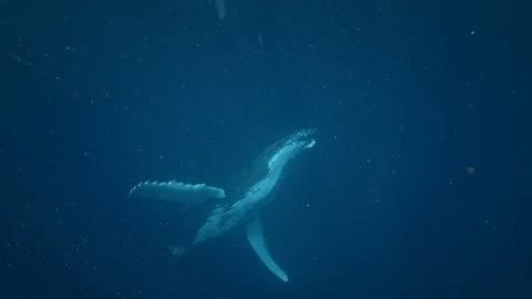 Humpback whale calf having fun swimming with people in blue ocean water 4k shot Stock Footage 99660020