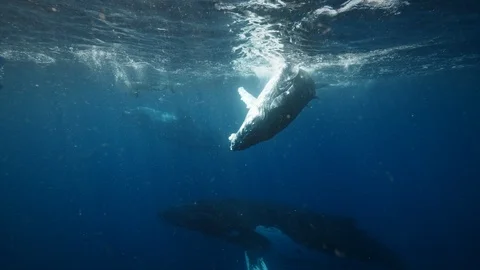 Humpback whale calf having fun swimming with people in blue ocean water 4k shot Stock Footage 99663742