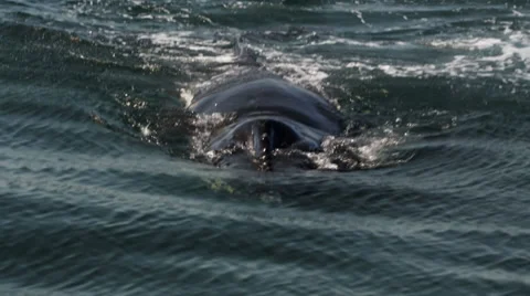 Humpback whale close up Stock Footage 31647918