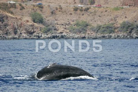 Humpback whale with coast Stock Photos