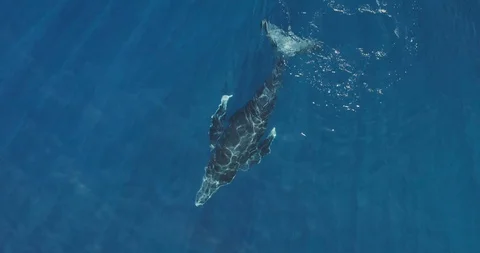 Humpback whale coming up for air Stock Footage 124720662