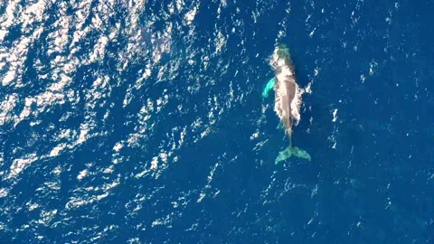 Humpback Whale Cow with Calf Aerial shot from above Stock Footage