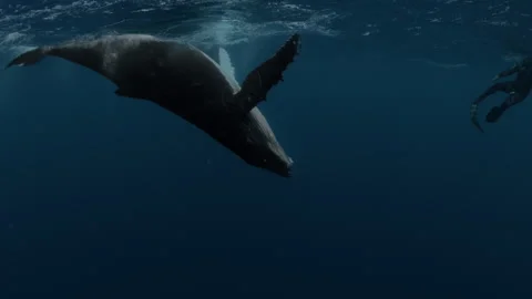 HUMPBACK WHALE DANCING WITH DIVE GUIDE Video stock 327763525