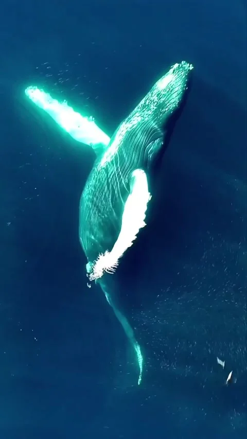 Humpback whale dancing in the sea Stock Footage 317870593